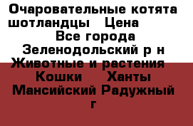 Очаровательные котята шотландцы › Цена ­ 2 000 - Все города, Зеленодольский р-н Животные и растения » Кошки   . Ханты-Мансийский,Радужный г.